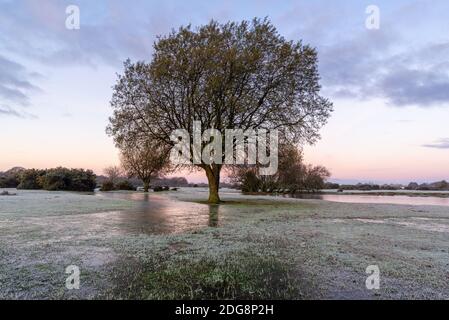 Janesmoor Pond, Fritham, New Forest, Hampshire, UK, 8. Dezember 2020, Wetter: Kalt und frostig starten in den Tag im South of England Nationalpark. Die Temperaturen fielen auf -2 über Nacht, um einen frischen Wintermorgen zu bringen. Kredit: Paul Biggins/Alamy Live Nachrichten Stockfoto