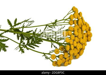 Blumen die Heilpflanze der Rainfarn, lat. Tanacetum vulgare, auf weißem Hintergrund Stockfoto