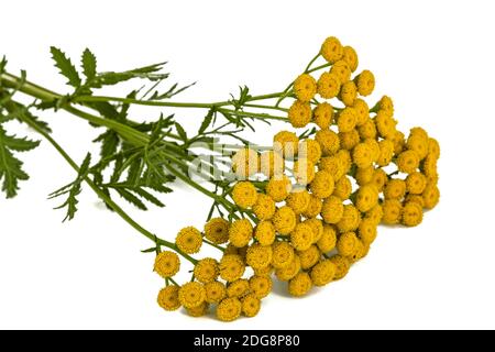 Blumen die Heilpflanze der Rainfarn, lat. Tanacetum vulgare, auf weißem Hintergrund Stockfoto