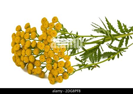 Blumen die Heilpflanze der Rainfarn, lat. Tanacetum vulgare, auf weißem Hintergrund Stockfoto