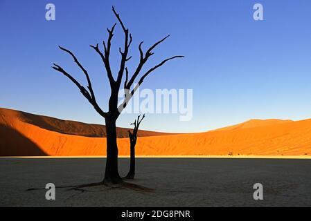 Kameldornbaeume (Acacia Erioloba), auch Kameldorn oder Kameldornakazie im letzten Abendlicht, Namib Naukluft Nationalpark, Deadvlei, Dead Vlei, Sossu Stockfoto
