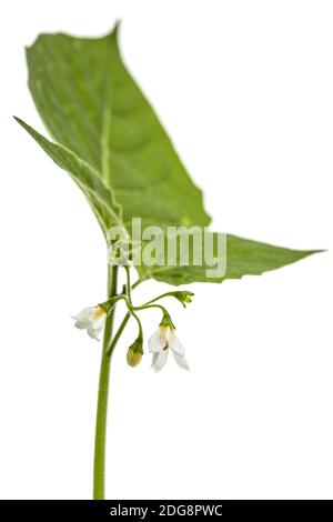 Blumen und Blätter von schwarzem Nachtschatten, lat. Solanum nÃ­grum, giftige Pflanze, isoliert auf weißem Hintergrund Stockfoto