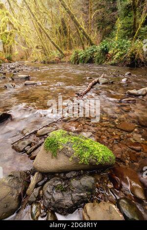 Wunderschöner Bach in einem Nordkalifornischen Wald Stockfoto