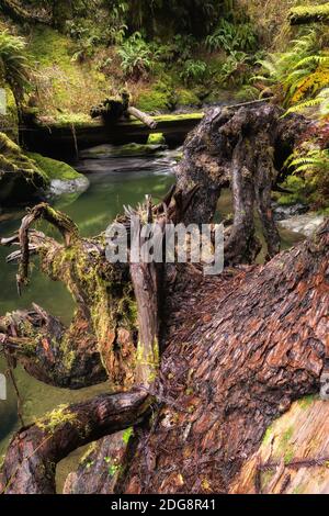 Wunderschöner Bach in einem Nordkalifornischen Wald Stockfoto