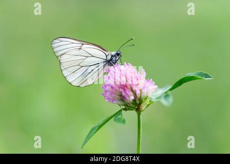 Baum-Weissling, Aporia crataegi, Schwarzaderniger weißer Schmetterling Stockfoto