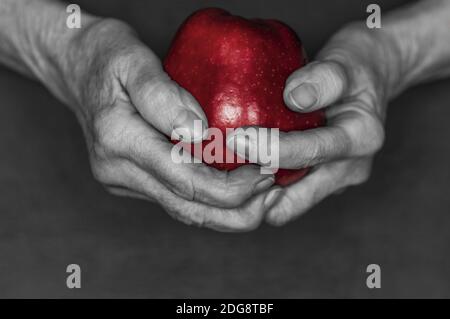 Hände einer alten Frau halten einen roten Apfel vor schwarzem Hintergrund, Farbschlüssel rot. Stockfoto