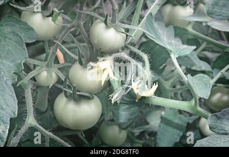 Reifung grüne Tomaten auf dem Zweig eines Busches. Stockfoto