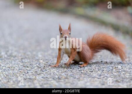 Eurasisches Eichhörnchen, Sciurus vulgaris, Eurasisches Rothörnchen Stockfoto