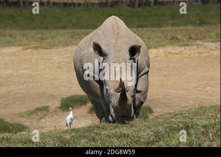 Breitmaulnashorn, Ceratotherium Simum, weiblich mit Kuhreiher, Bubulcus Ibis, Nakuru Park in Kenia Stockfoto