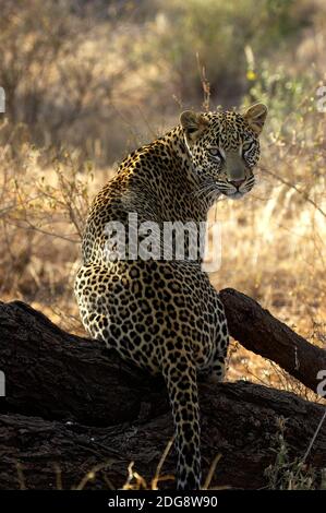 Leopard, panthera pardus, Erwachsener, der auf Der Filiale sitzt, Masai Mara Park in Kenia Stockfoto