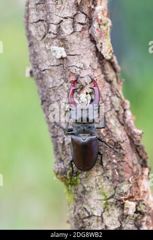 Maennlicher Hirschkaefer, Lucanus cervus, männlicher Hirschkäfer Stockfoto