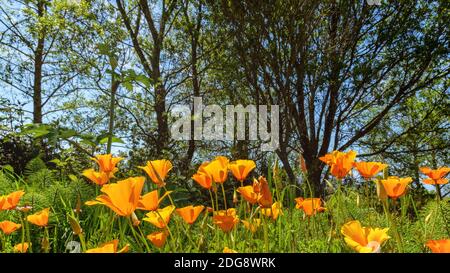 Kalifornische Mohnblumen an einem sonnigen Tag Stockfoto
