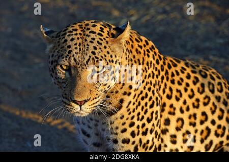 Leopard (Panthera pardus), Khomas Region, Namibia, Afrika Stockfoto