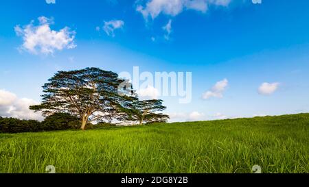 Baum auf einem grasbewachsenen Hügel Stockfoto