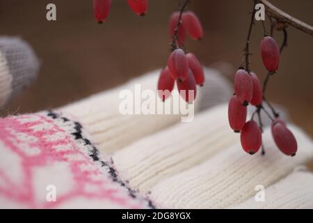 Berberitze Zweig mit rosa Beeren und weibliche Hand in weiß rosa Handschuh. Wintersaison Stockfoto