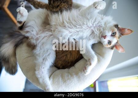 Eine LaPerm Katze liegt auf dem Rücken und streckt die Beine. Stockfoto