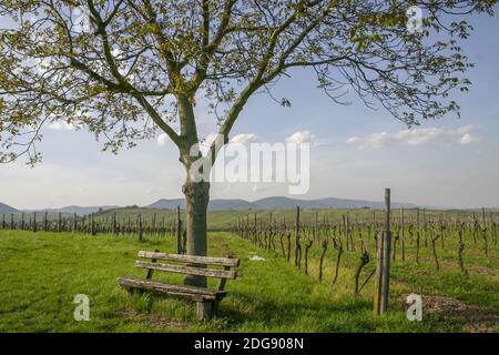 Walnussbaum (Juglans regia) im Weinberg Stockfoto