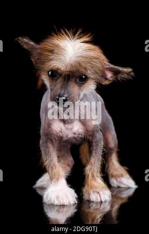 Porträt eines kleinen chinesischen Crested-Hundes mit schwarzen Augen auf schwarzem Hintergrund im Studio. Nahaufnahme. Stockfoto