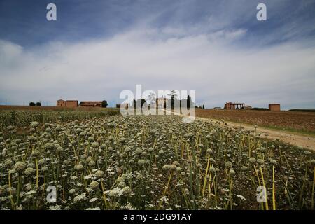 Zwiebelblumenfeld in der umbrischen Landschaft, Italien Stockfoto