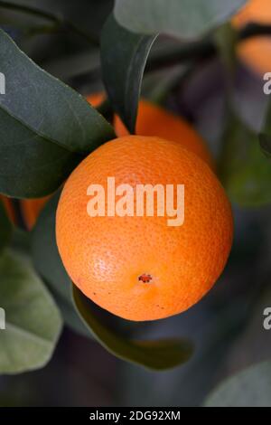 Orange (Citrus spec.) ein Einem Orangebaum Stockfoto