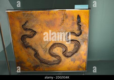 Innenansicht des Senckenberg Museums in Frankfurt Stockfoto