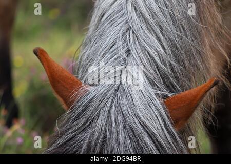 Eine Nahaufnahme der silbergrauen Hauptrohr und der spitzen Ohren eines wilden Pferdes, während es auf dem grünen Gras des New Forest National Park grast. Stockfoto