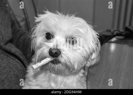 Ein kleiner weißer maltesischer Hund mit Futter im Mund. Er posiert und beobachtet seine Umgebung. Stockfoto
