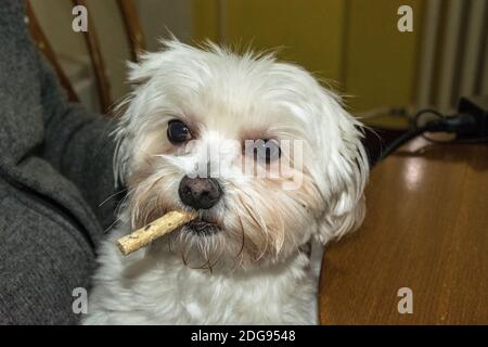 Ein kleiner weißer maltesischer Hund mit Futter im Mund. Er posiert und beobachtet seine Umgebung. Stockfoto