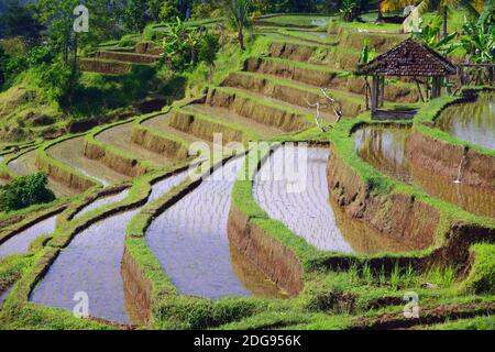 Reisfelder und Reisterassen im Süden von Bali, Indonesien Stockfoto