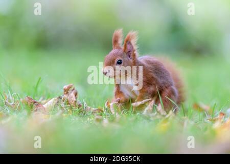 Eurasisches Eichhörnchen, Sciurus vulgaris, Eurasisches Rothörnchen Stockfoto