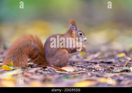 Eurasisches Eichhörnchen, Sciurus vulgaris, Eurasisches Rothörnchen Stockfoto