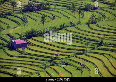 Reisfelder und Reisterassen im Süden von Bali, Indonesien Stockfoto