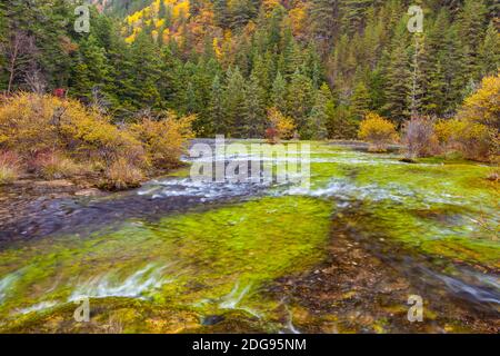 Herbstansicht im Jiuzhaigou Nationalpark Stockfoto