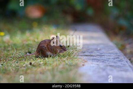 Eine kleine kleine braune Wood Mouse hält an, um auf ein wenig Nahrung zwischen dem kurzen grünen Gras eines Gartens zu snacken, der von einem Steinpfeim umgeben ist. Stockfoto