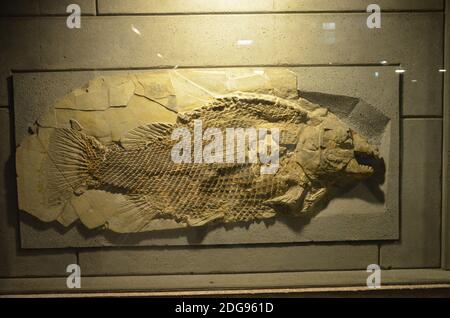 Innenansicht des Senckenberg Museums in Frankfurt Stockfoto