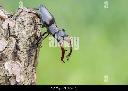 Maennlicher Hirschkaefer, Lucanus cervus, männlicher Hirschkäfer Stockfoto