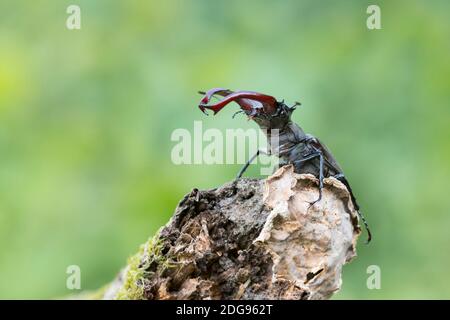 Maennlicher Hirschkaefer, Lucanus cervus, männlicher Hirschkäfer Stockfoto
