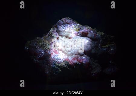 Innenansicht des Senckenberg Museums in Frankfurt Stockfoto