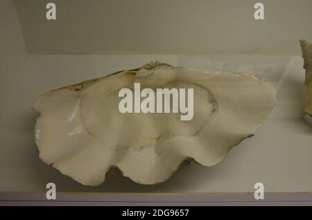 Innenansicht des Senckenberg Museums in Frankfurt Stockfoto