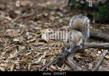 Ein buschiger Schwanzhörnchen sticht auf einem gefallenen Ast zwischen dem mit Blättern übersäten Waldboden und blickt auf die Kamera. Stockfoto