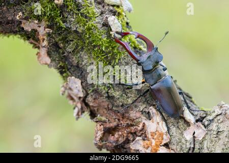 Maennlicher Hirschkaefer, Lucanus cervus, männlicher Hirschkäfer Stockfoto