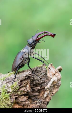 Maennlicher Hirschkaefer, Lucanus cervus, männlicher Hirschkäfer Stockfoto