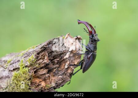 Maennlicher Hirschkaefer, Lucanus cervus, männlicher Hirschkäfer Stockfoto