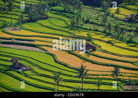 Reisfelder und Reisterassen im Süden von Bali, Indonesien Stockfoto