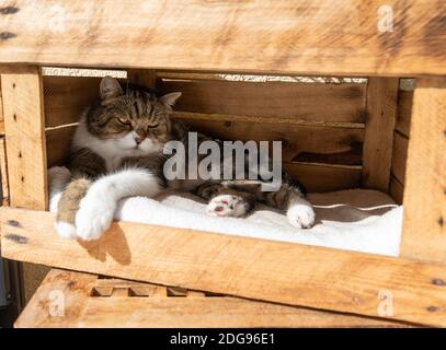 Müde tabby weiße britische Kurzhaarkatze in Holzfrucht entspannen Kiste im Freien an einem heißen und sonnigen Sommertag Sieht schläfrig aus Stockfoto