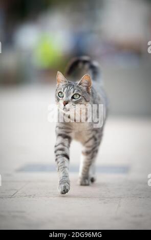Schöne neugierige silberne gestromte streunende Katze, die in Richtung Kamera geht und neben der Strandpromenade in Port de Soller, Mallorca, aufschaut Stockfoto