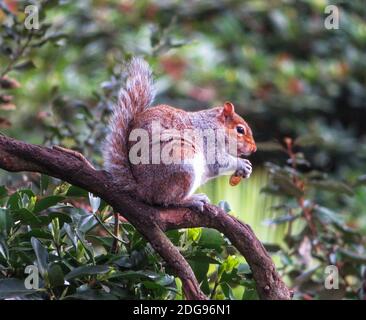 Eine Seite mit Blick auf ein flauschiges Grauhörnchen, das auf einem Ast vor einem Hintergrund von tiefgrünen Blättern thront und eine große Nuss in seinen winzigen Händen hält. Stockfoto