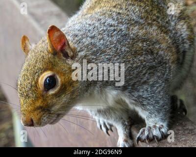 Eine Nahaufnahme eines flauschigen Grauhörnchen, das am Rand einer hölzernen Parkbank steht und neugierig auf die Kamera schaut, in der Hoffnung auf ein paar Nüsse! Stockfoto