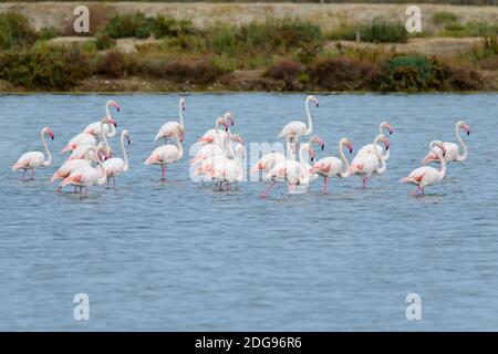 , Rosaflamingo Phoenicopterus roseus, Greater Flamingo Stockfoto