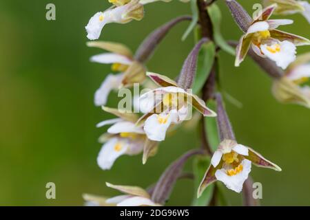 Sumpf-Stendelwurz, Epipactis palustris, Sumpfhelleborine Stockfoto